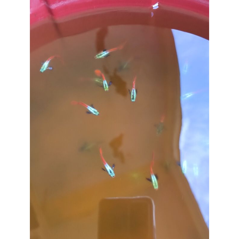 Hiasan Aquarium 1 Pasang Guppy PRTDE