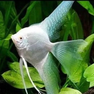 MANFISH PLATINUM SELAYER