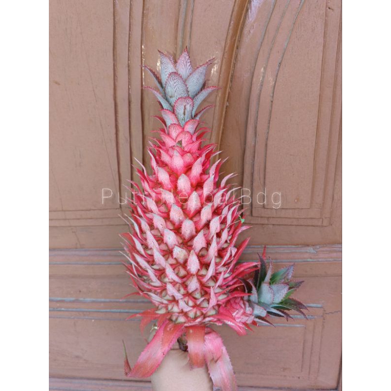 

Nanas merah muda asli/ nanas hutan/nanas sabrang - 500 gram