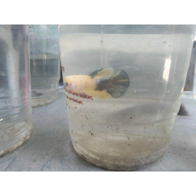 Bahan Cupang Giant Yellow Base male jantan