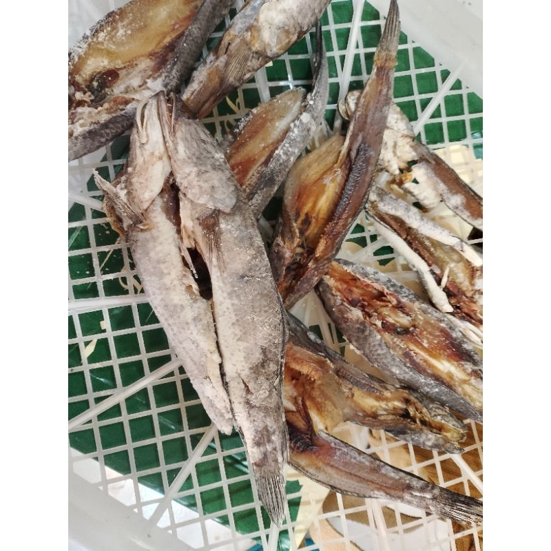 

asin ikan gabus