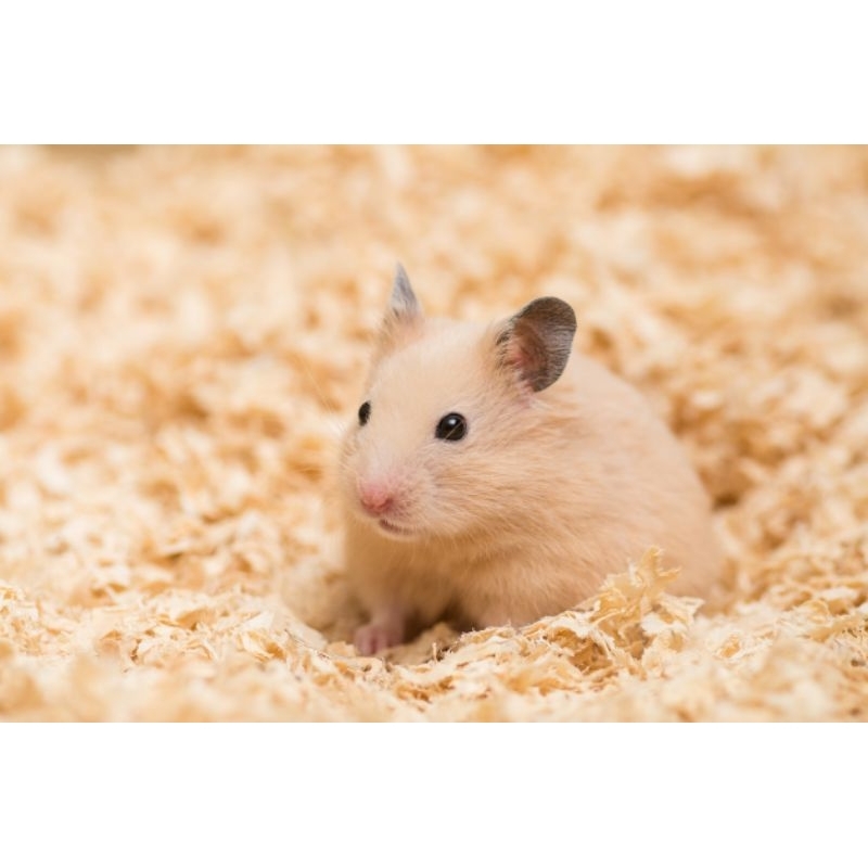 Hamster Syrian Short Hair - Khusus Instant