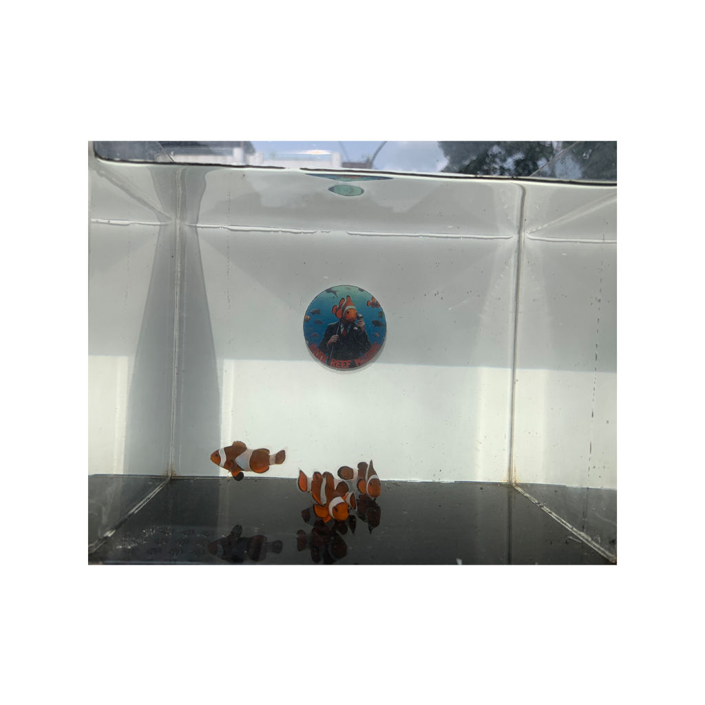 Ikan Badut / Nemo / Clownfish