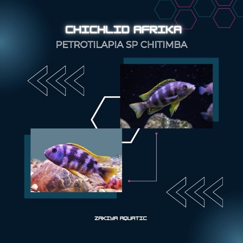 SP Chitimba Cichlid Afrika Pure