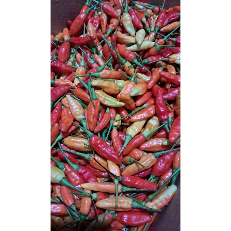 

Cabai Rawit ORI Fresh, PO nunggu petik dulu