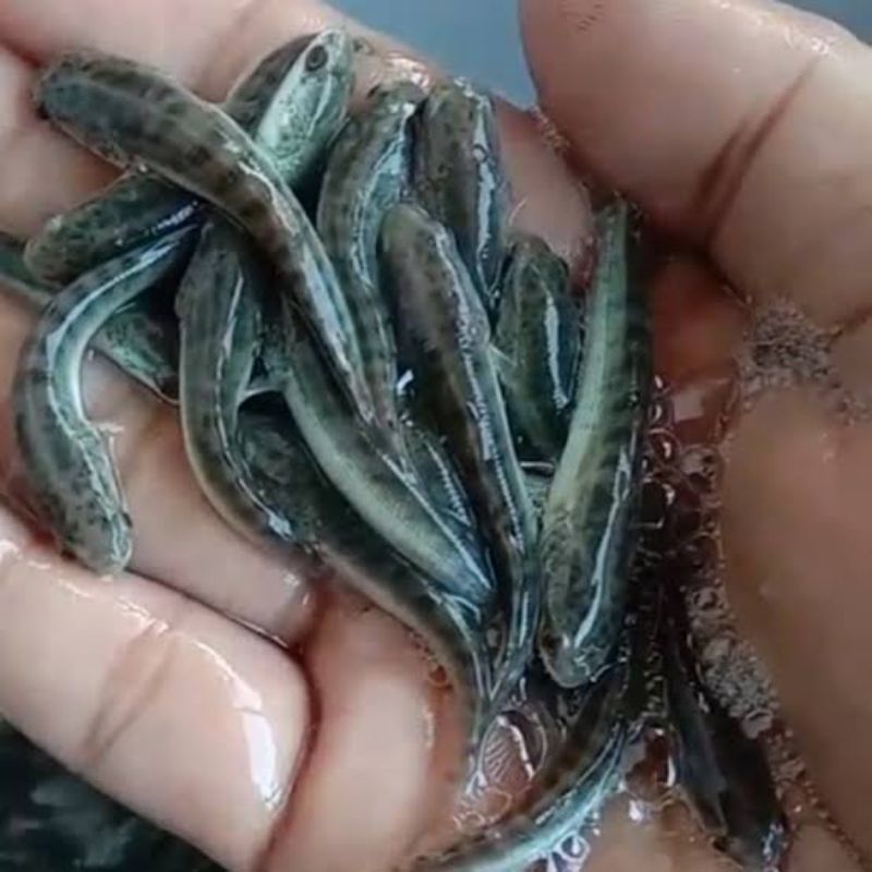 Anakan Ikan Gabus Ukuran 5cm 10cm Baby Ikan Channa Striata Ikan Hidup Ikan Bogo Ikan Kutuk