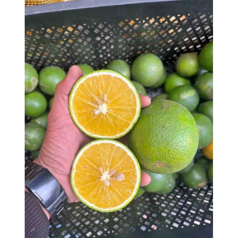 

jeruk baby java berat 1kg