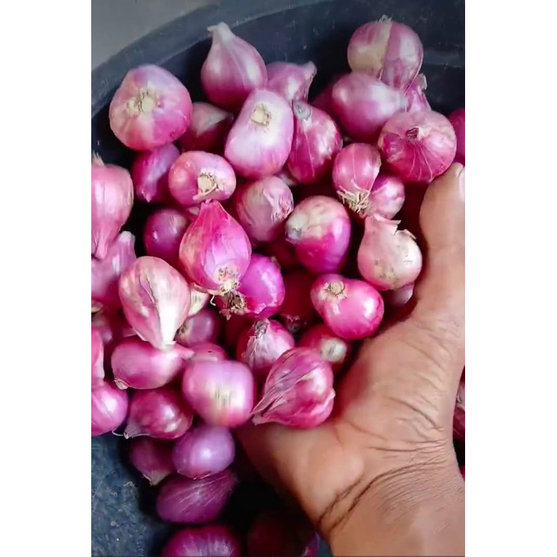 

bawang merah probolinggo super