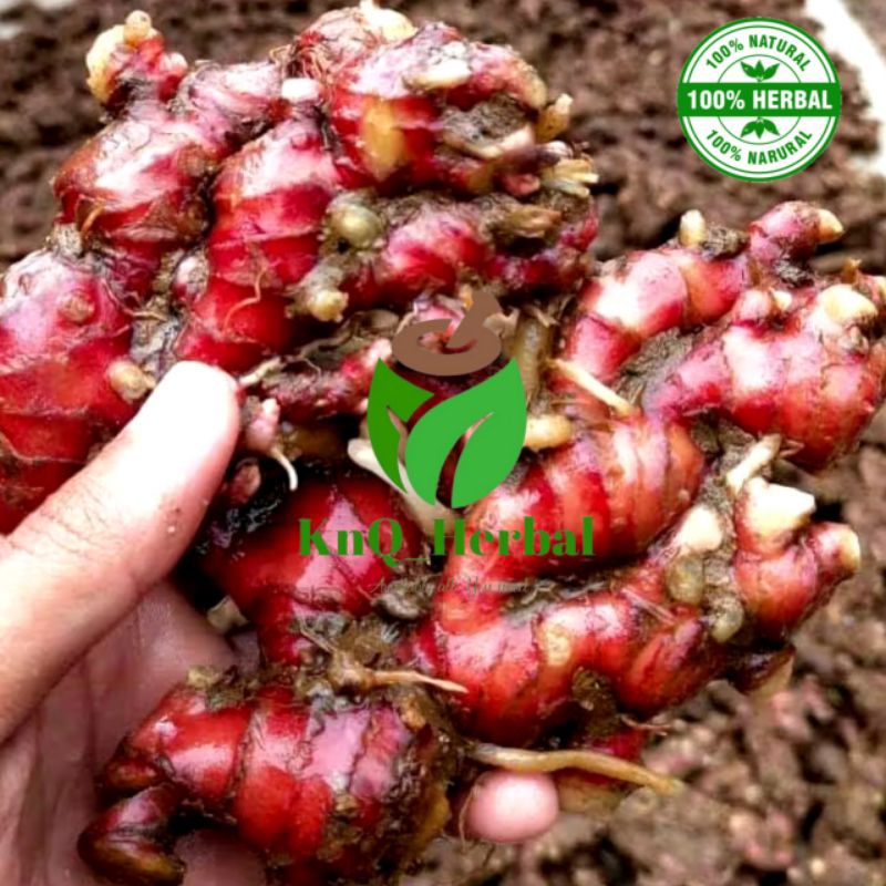 

jahe merah segar 1kg red ginger berkualitas tinggi sudah bersih