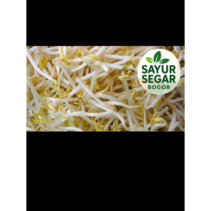 

Toge Tauge 500 gr