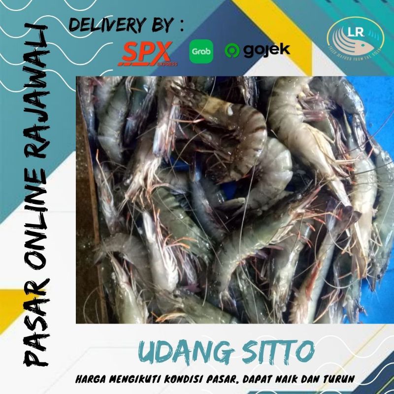 

Udang sitto