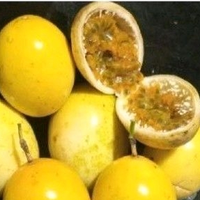 

buah markisa sgar matang di pohon 500 gr.