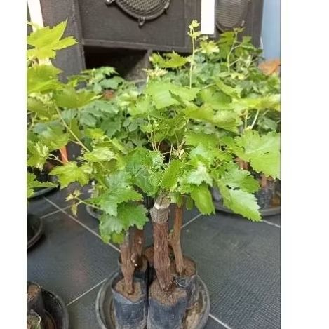 Bibit Anggur Moondrop