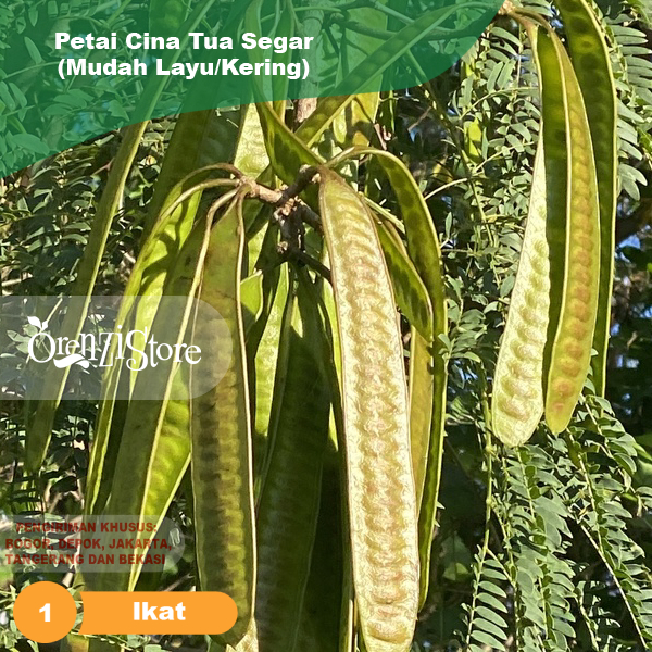 

Petai Cina Tua Lamtoro 1 Ikat Isi 30 Pcs Bukan Kupas
