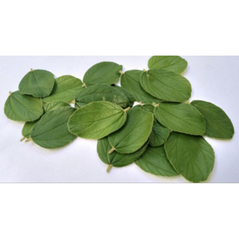 

daun bidara 120 lembar fresh segar