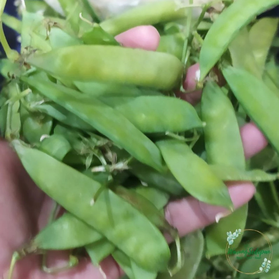 

Kapri Segar 100gr | Sayur Pelengkap Sop | Sayur Segar Cikarang