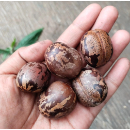 

Biji Karet Unggul 500gr Lebih Murah