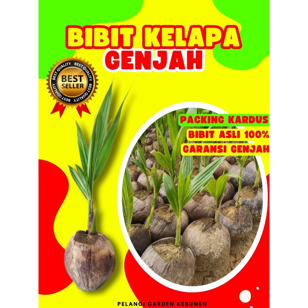 CEPAT PANEN.. Bibit Kelapa Halus, Bibit Kelapa Hijau Hibrida Pendek, Bibit Kelapa Hibrida Hijau Pend