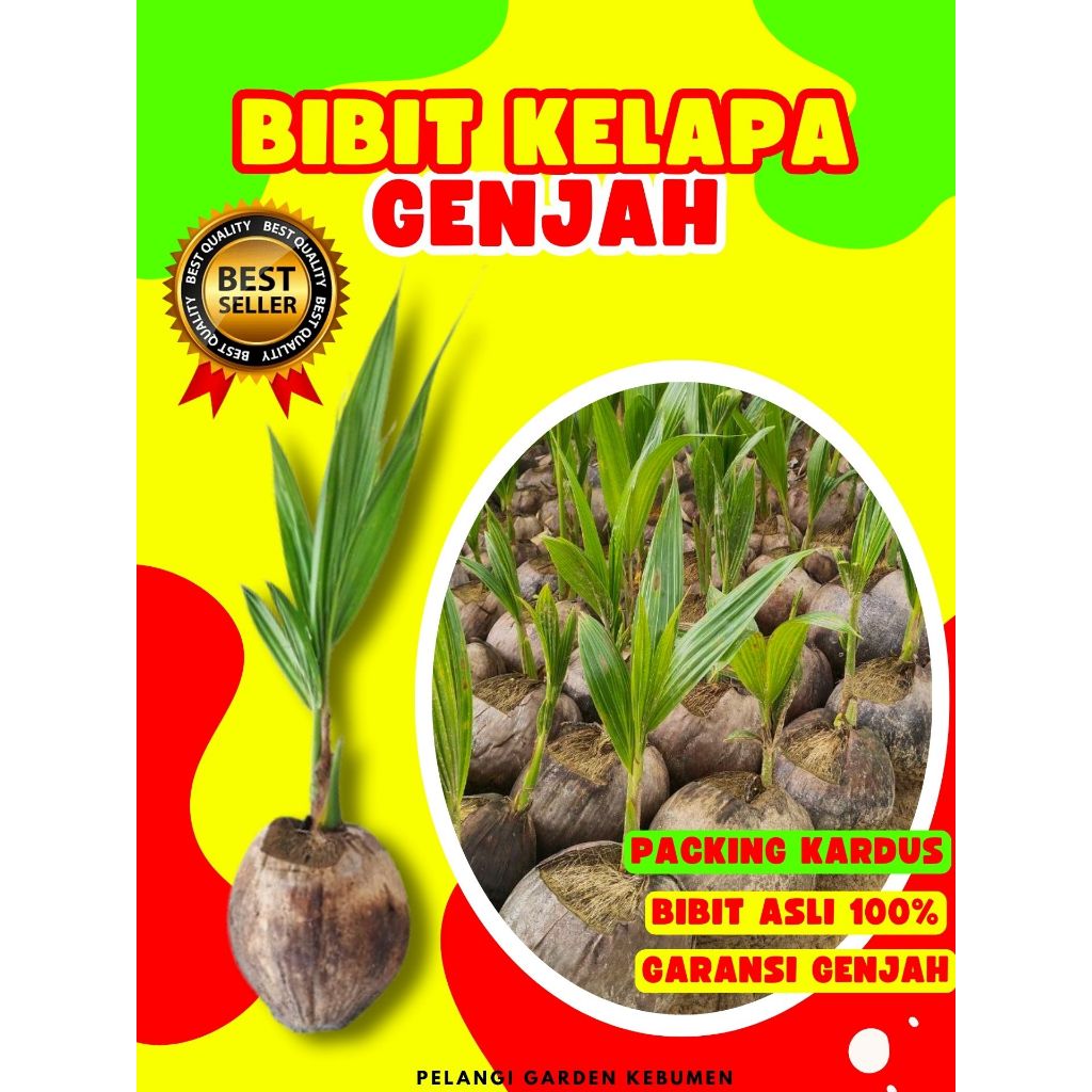 TERBAIK..! Bibit Kelapa Hijau Hibrida Pendek, Bibit Kelapa Hibrida Hijau Pendek, Bibit Kelapa Hibrid