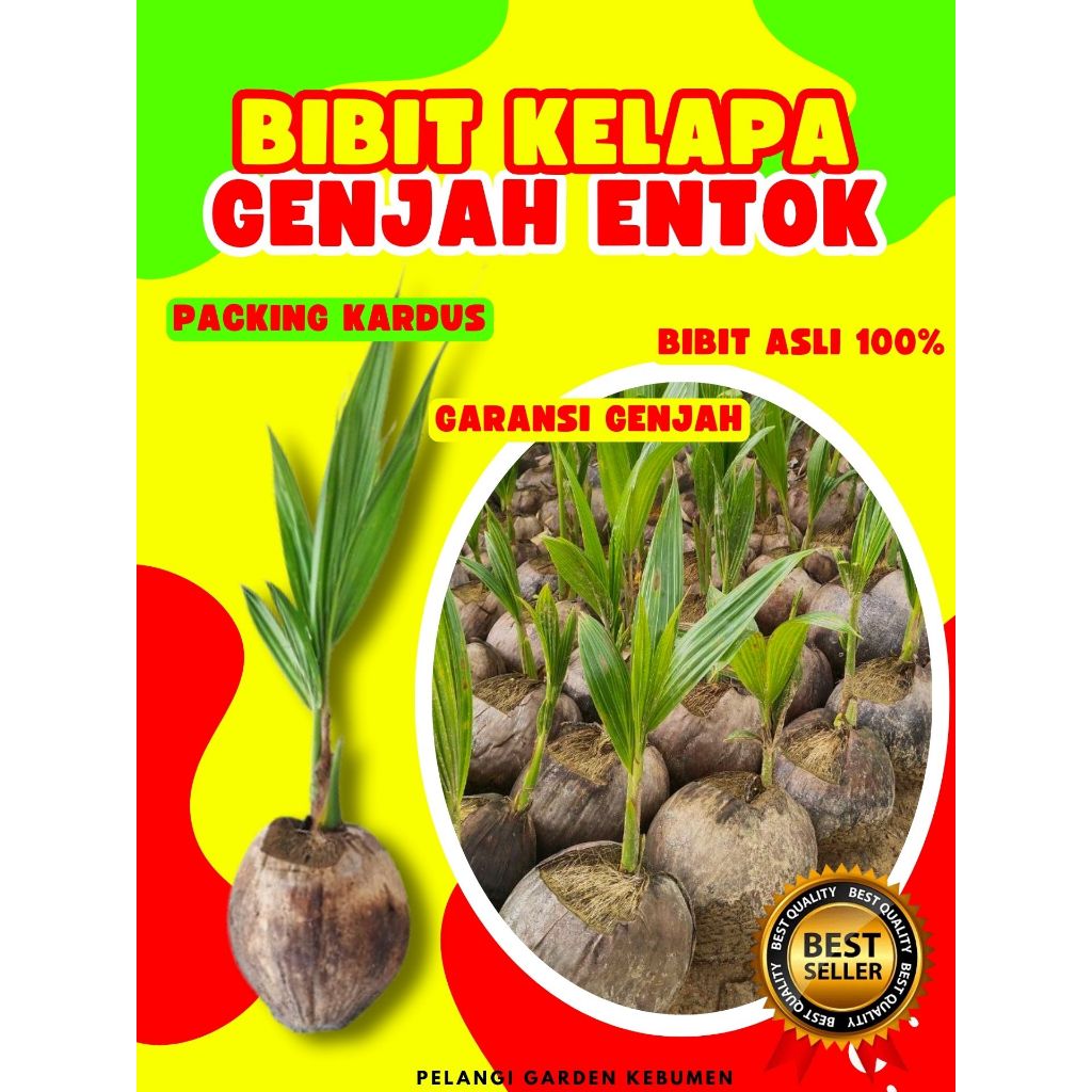 BIBIT PREMIUM.. Bibit Kelapa Hibrida, Bibit Kelapa Hibrida Bersertifikat, Bibit Kelapa Hijau