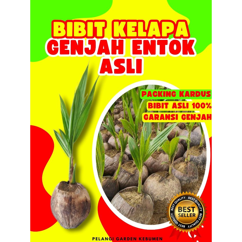 LANGSUNG PETANI.. Bibit Kelapa Ijo Asli, Bibit Kelapa Ijo Pendek, Bibit Kelapa Ijo Genjah
