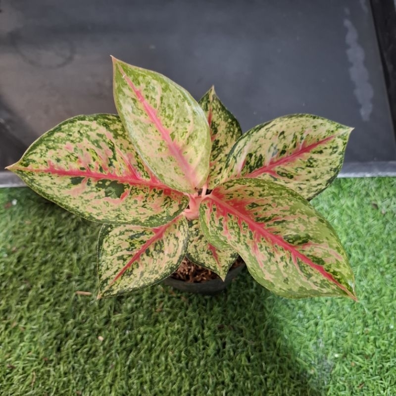 aglonema sweet dream