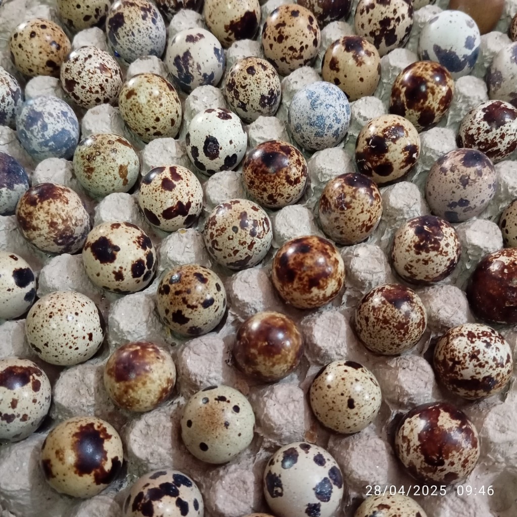 

TELUR PUYUH 250GR