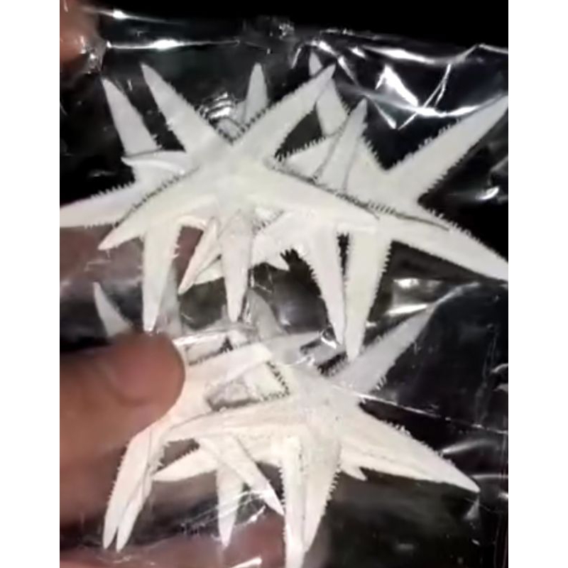 BINTANG LAUT ASLI NATURAL KERING UNTUK PRAKARYA