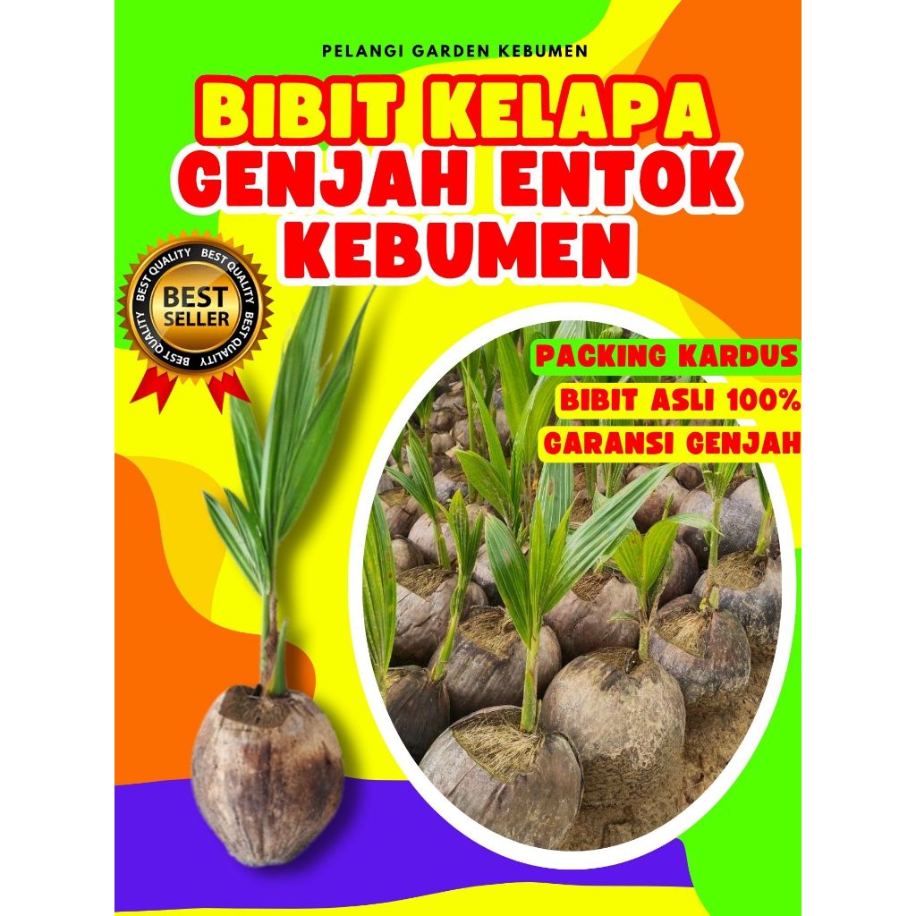 PALING DICARI.. Bibit Kelapa Kopyor Madu, Bibit Kelapa Kopyor Original, Bibit Kelapa Kopyor Pati