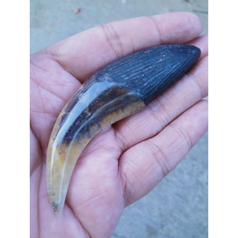 BatuFosil Taring Kristal Antik