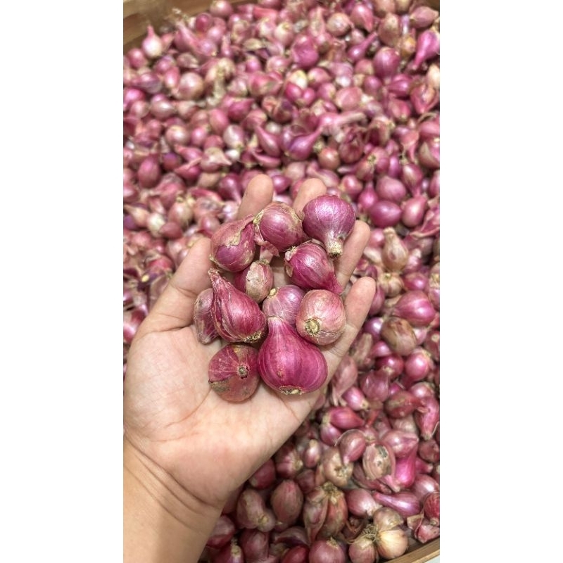 

Bawang merah Super Tanggung Racak || Brambang || Bumbu Dapur ||