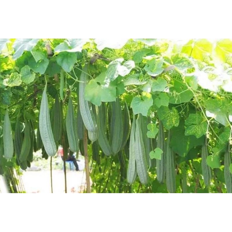 READY..50 BENIH BIBIT UNGGUL GAMBAS OYONG PANJANG