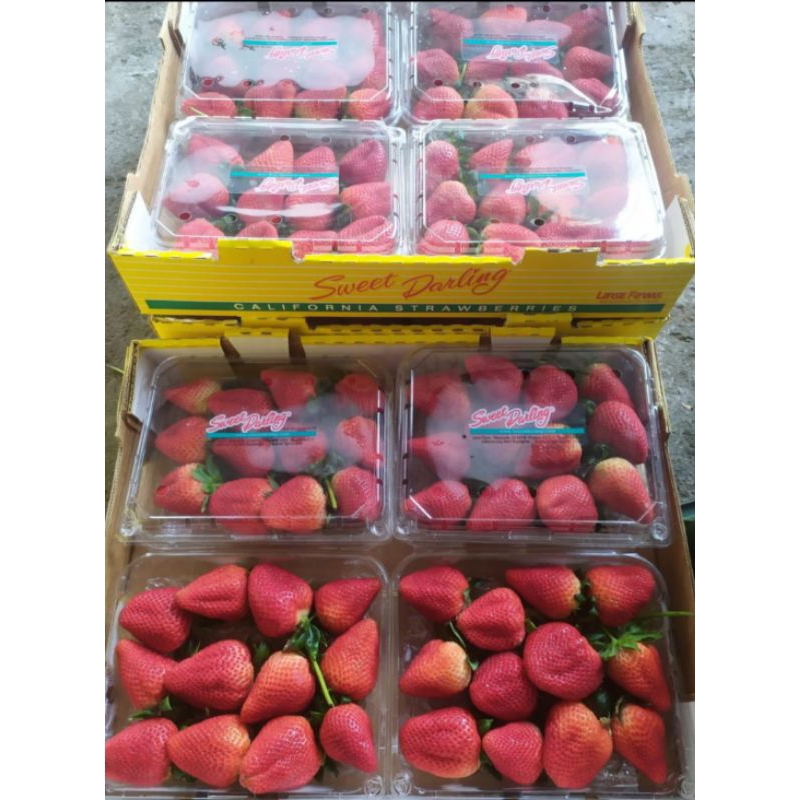 

Strawberry Sweet Darling Super Jumbo / Buah Strawberry Sweet Darling 454 grm / 1 Pack
