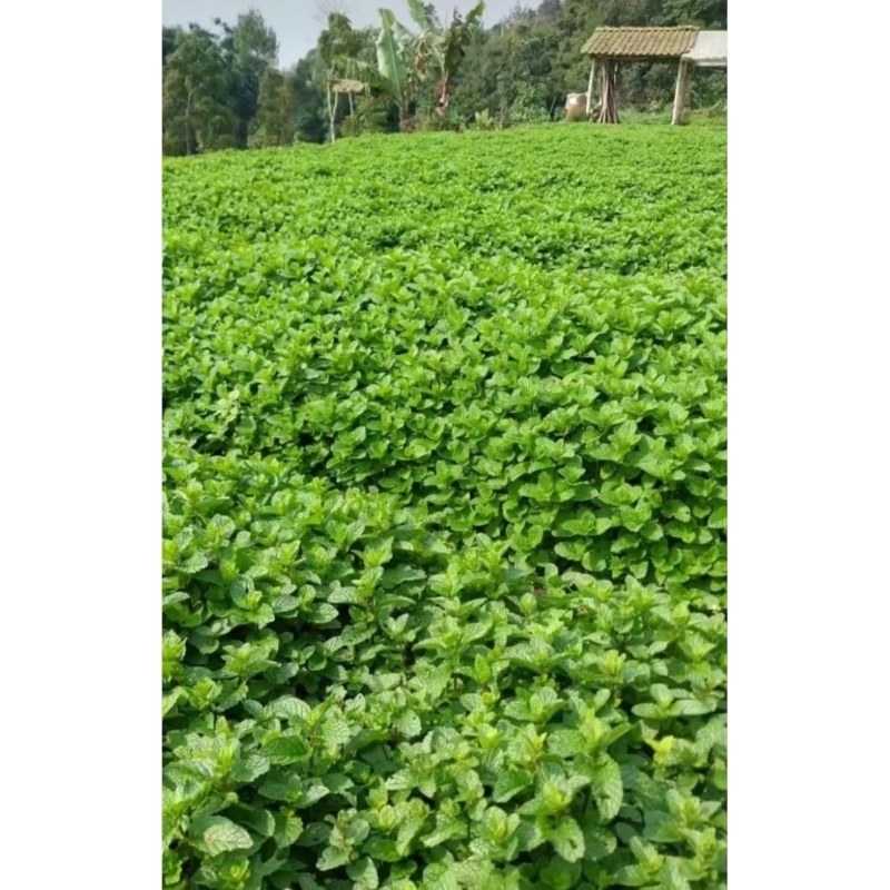 

Daun Mint Segar & Organik 100gr