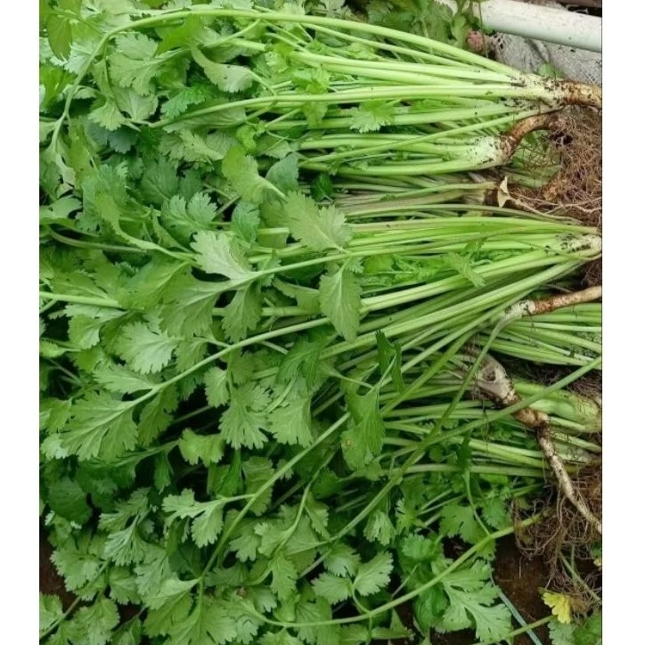 

Daun Ketumbar/Coriander/Wansui/Sayur Daun Ketumbar Organik & Segar 250gr