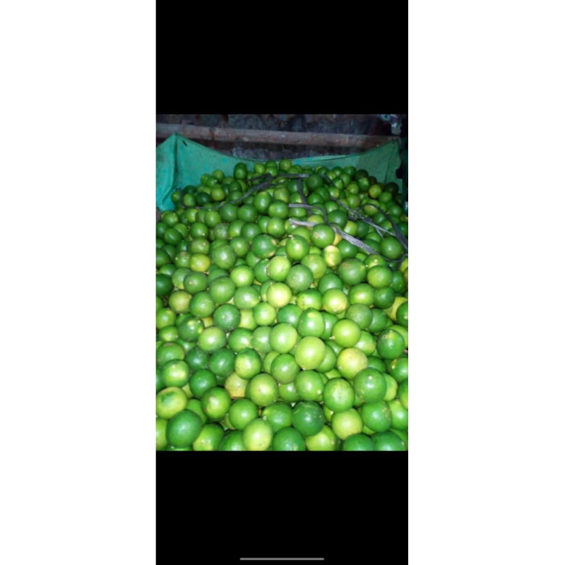 

jeruk nipis asli 1kg