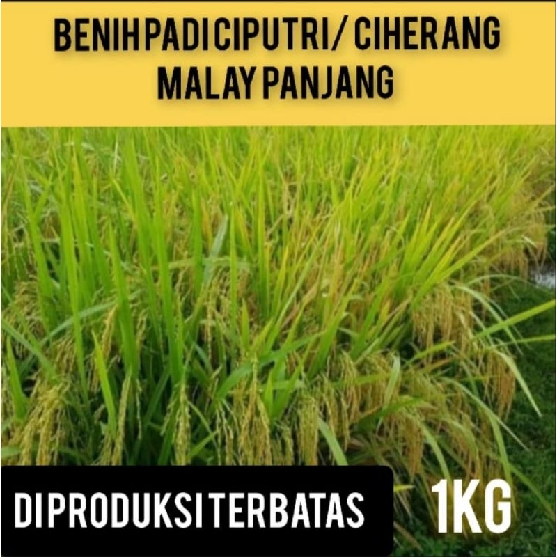 BIBIT PADI CIPUTRI KEMASAN 1KILO