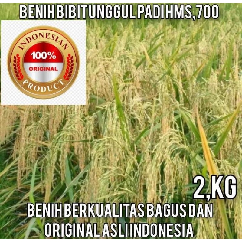 BIBIT PADI HMS700 KEMASAN 2KILO