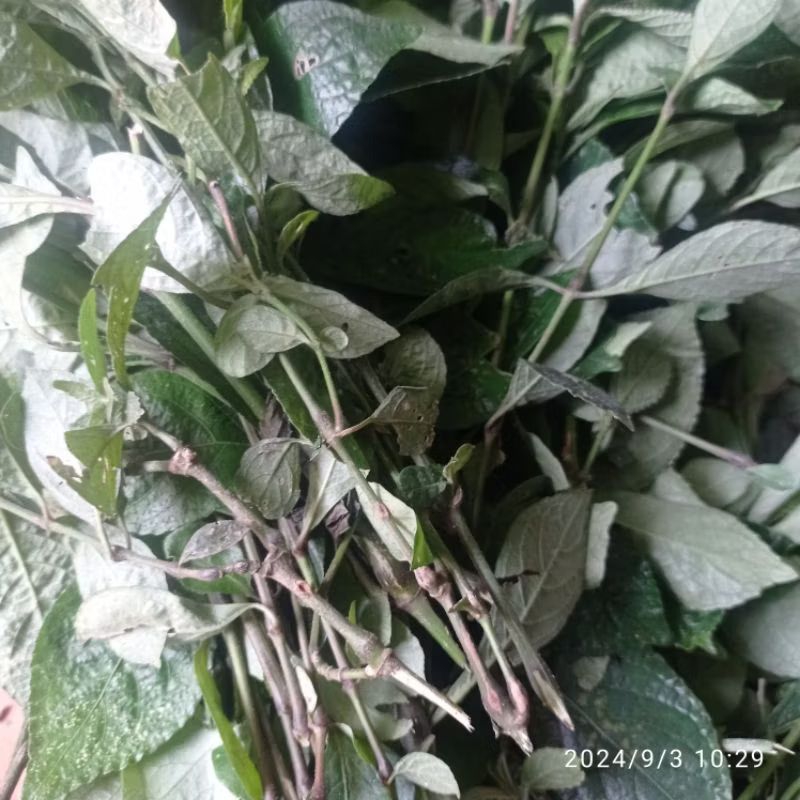 

Daun pecah beling per500gram