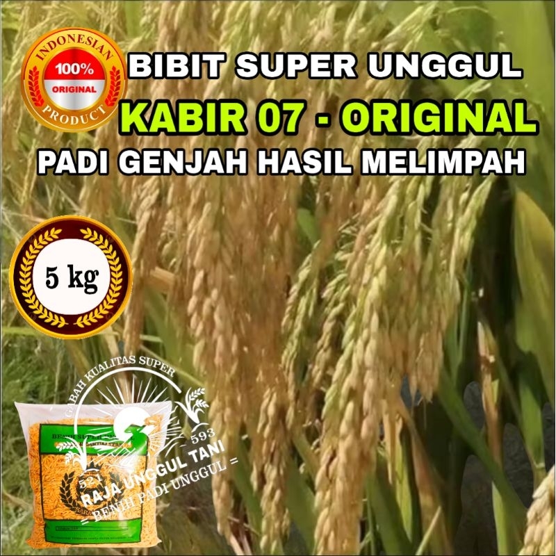 COD 5KG BENIH BIBIT PADI KABIR 07 ORIGINAL GABAH KUALITAS UNGGUL BIJI JUMBO  GENJAH HASIL MELIMPAH 5