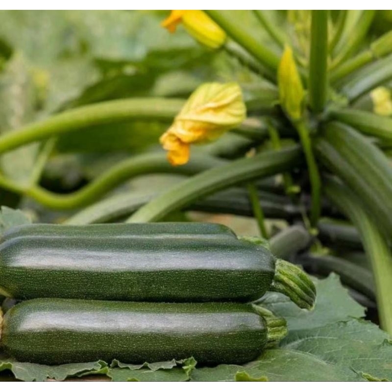 

Zucchini / Zuchini / Sukini Hijau Organik & Fresh