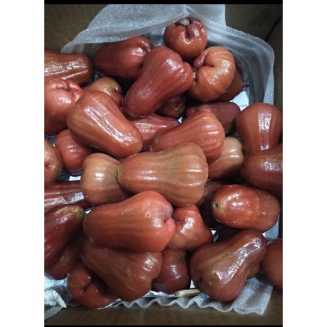 

jambu citra manis banyak air 1 kg (pengirian khusus instan & sameday)