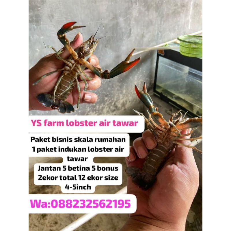 

lobster air tawar