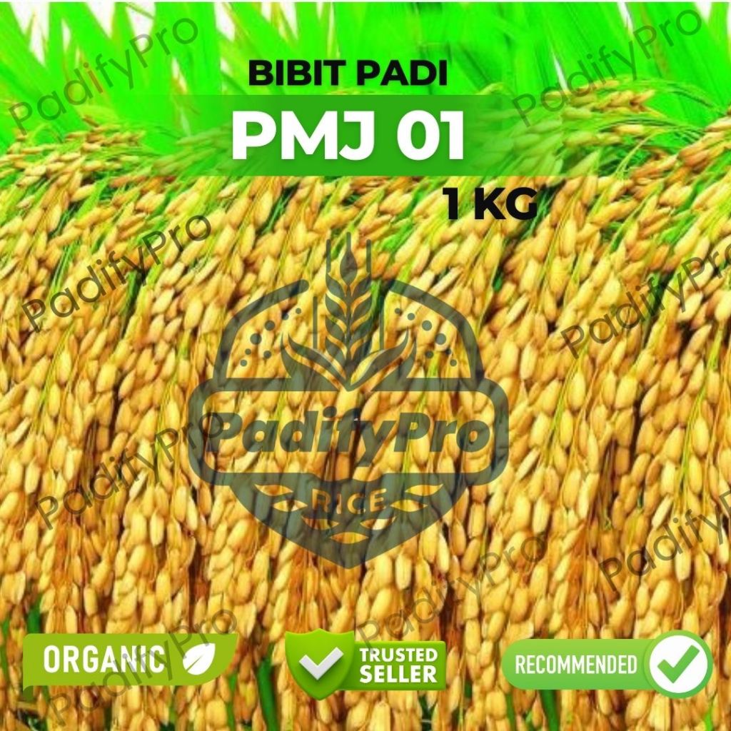

Bibit Benih Padi PMJ 01 Super Kemasan 1Kg – Varietas Unggul, Panen Cepat dan Lebat