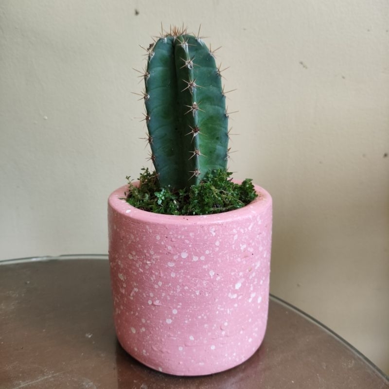 kaktus hidup dan vas bunga