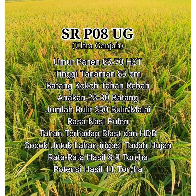 Bibit PADI SR P08 UG (ULTRA GENJAH) SUPER UNGGUL KEMASAN 1KG