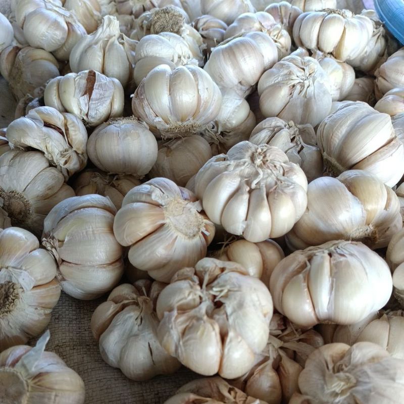 

BAWANG MERAH, PUTIH, BOMBAY, PEKING