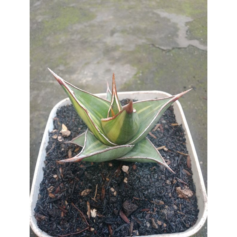 Sansevera pinguicula varigata