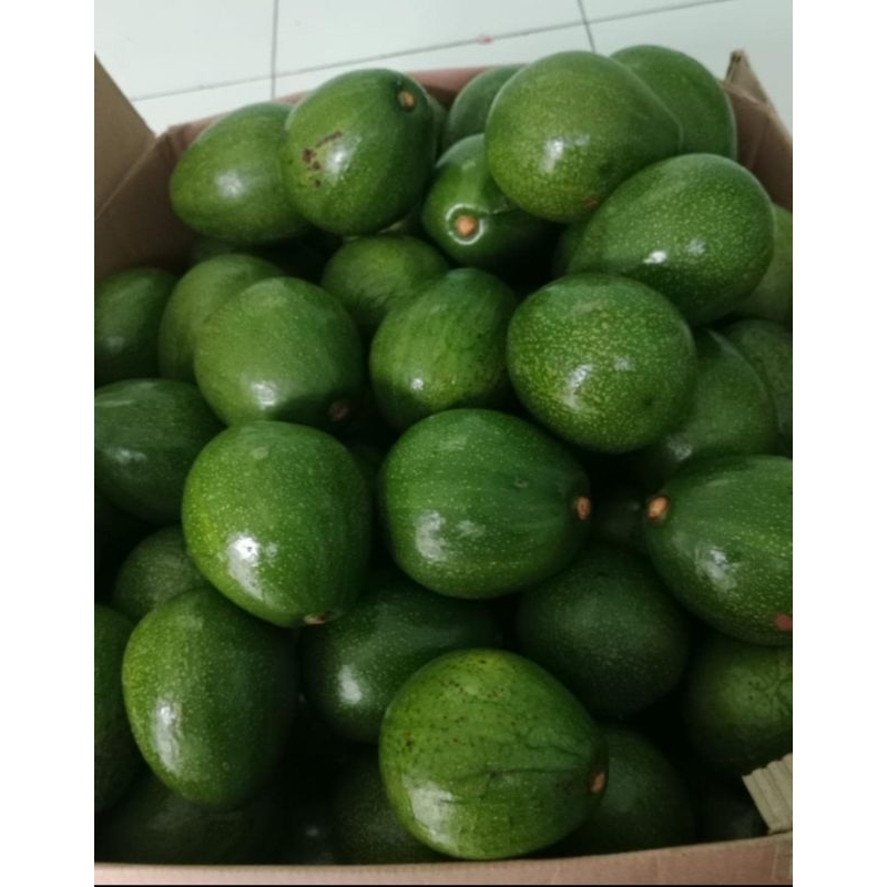 

Alpukat Miki -Medium Size-