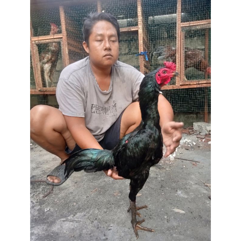 Ayam Bulu Kumbang /Lar kumbang /Bulbi